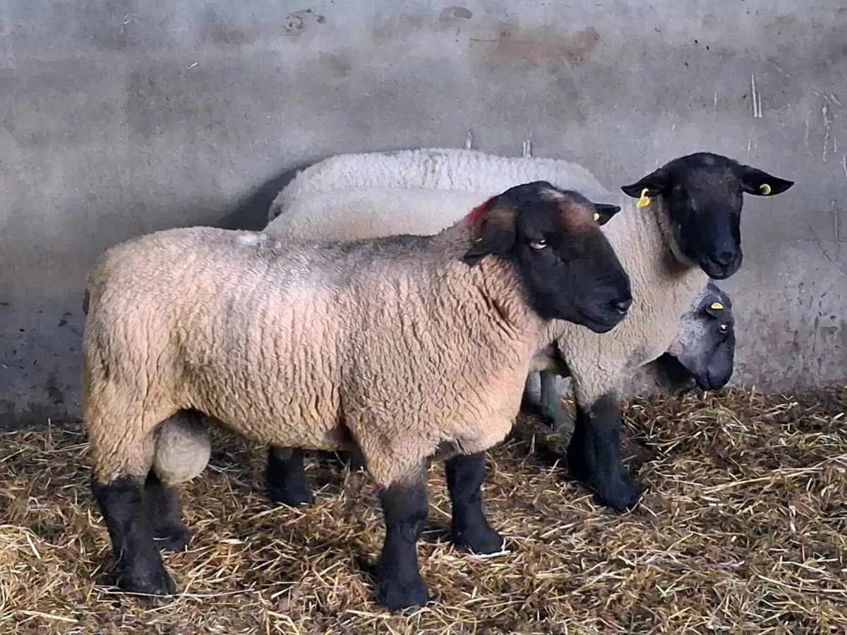 BREEDING RAMS FOR SALE - Image 2