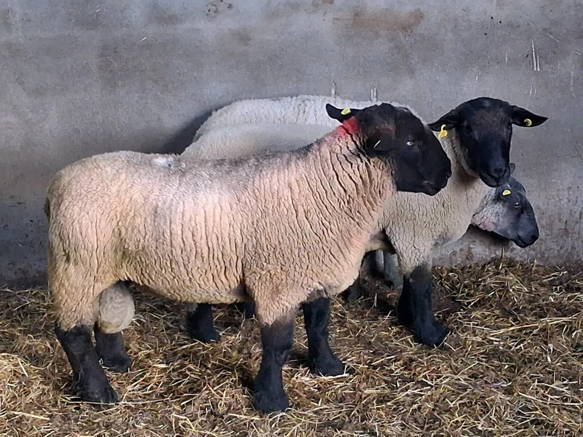 BREEDING RAMS FOR SALE - Image 3