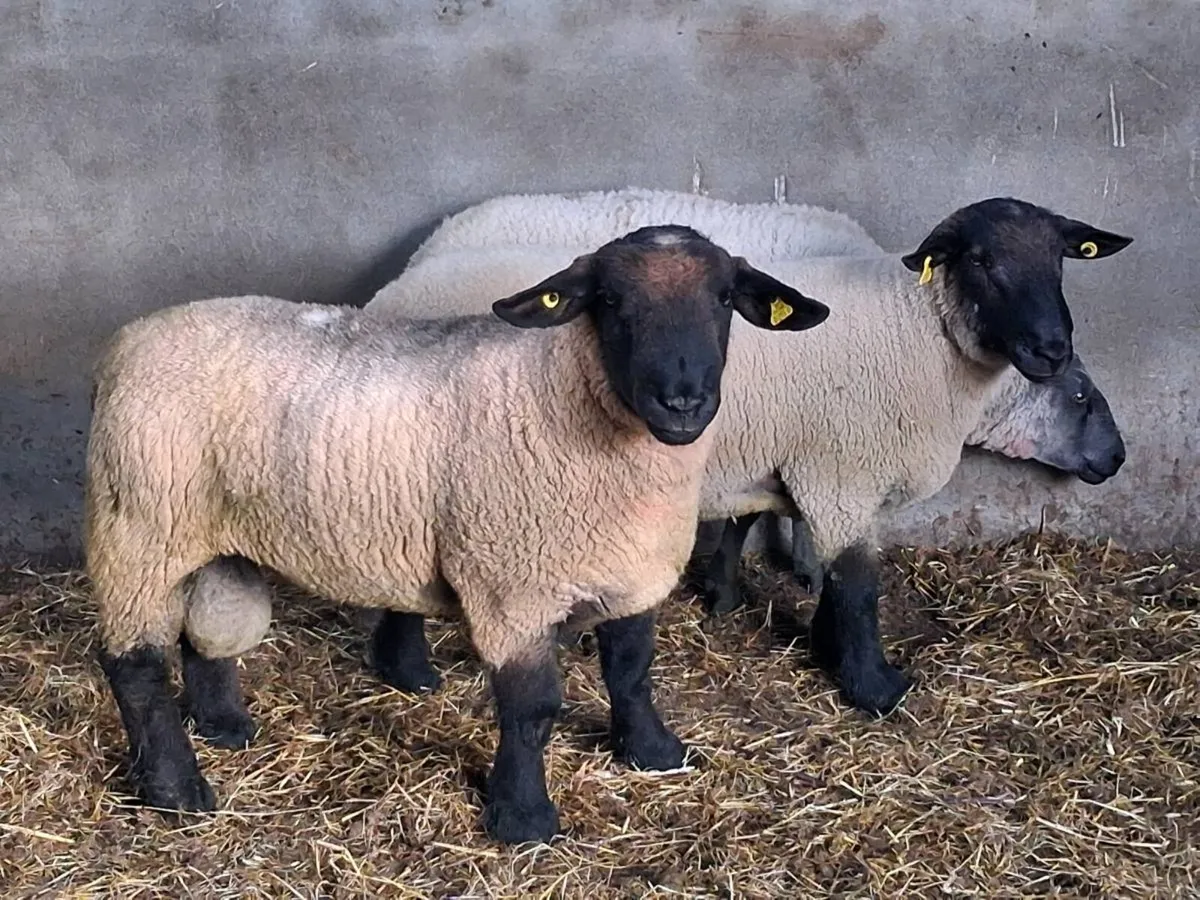 BREEDING RAMS FOR SALE - Image 4