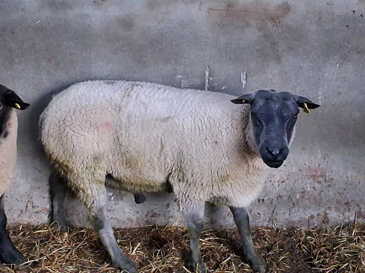 BREEDING RAMS FOR SALE