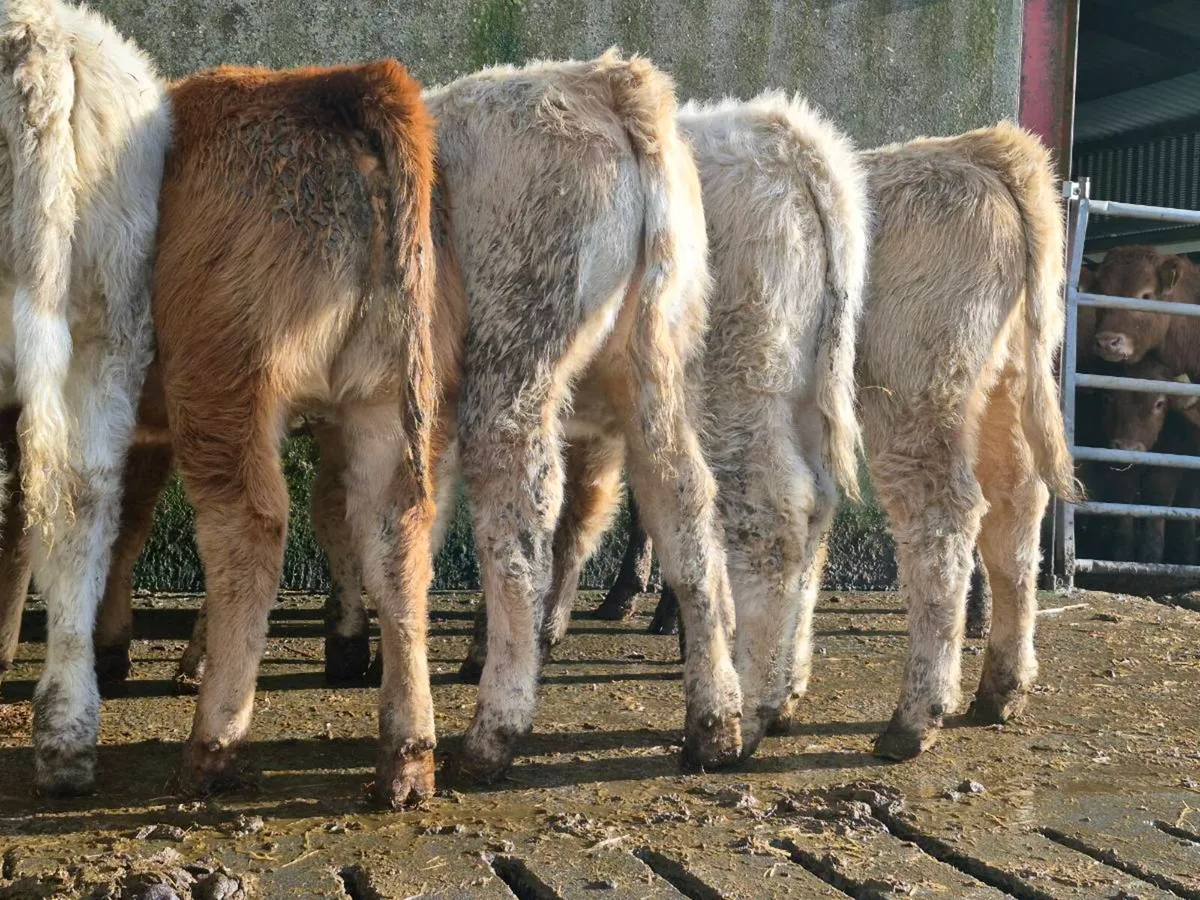 10 Super Heifer Weanlings - Image 3