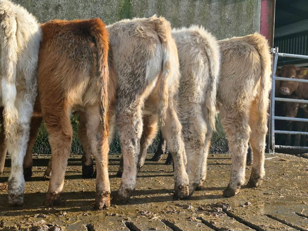 10 Super Heifer Weanlings - Image 4
