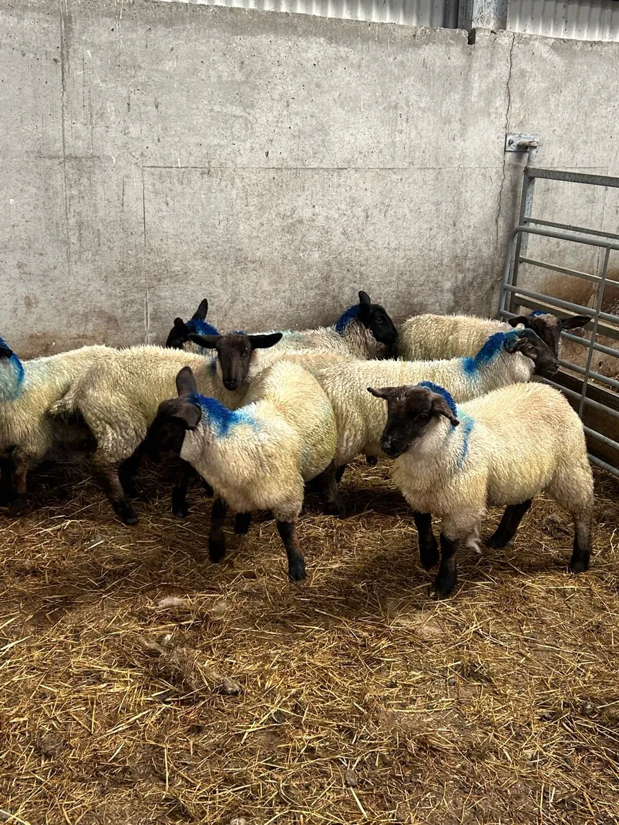 Suffolk Cross Ewe Lambs - Image 3