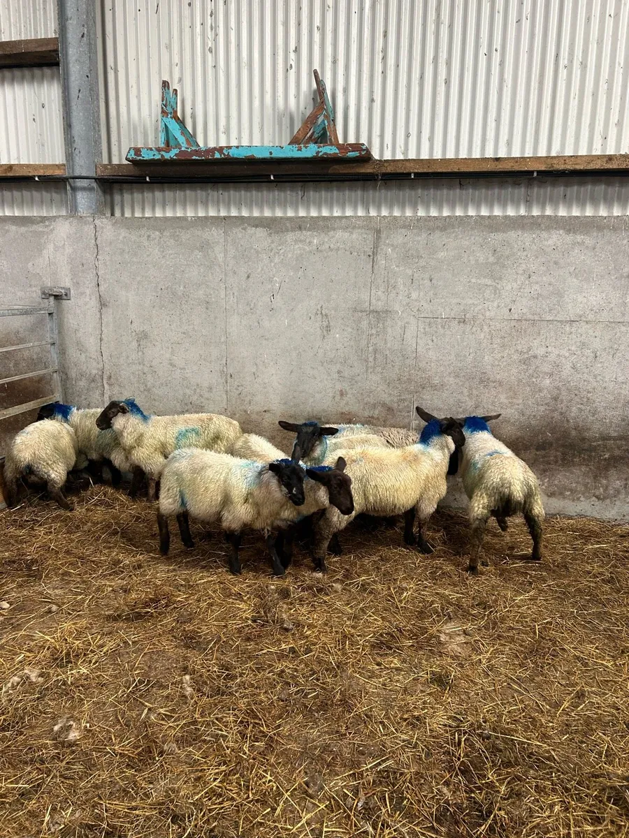 Suffolk Cross Ewe Lambs - Image 4