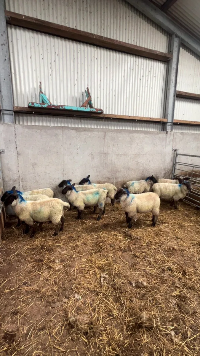 Suffolk Cross Ewe Lambs - Image 2