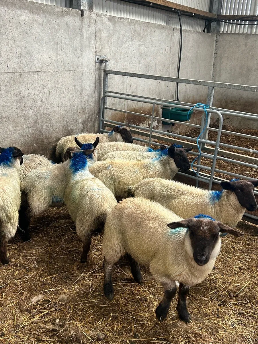Suffolk Cross Ewe Lambs - Image 1