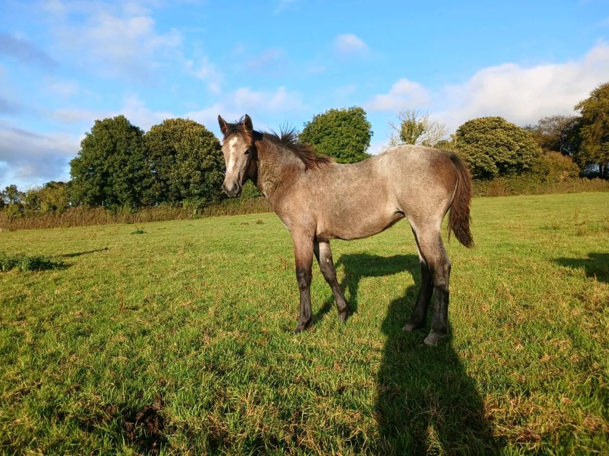 Connemara foals - Image 4