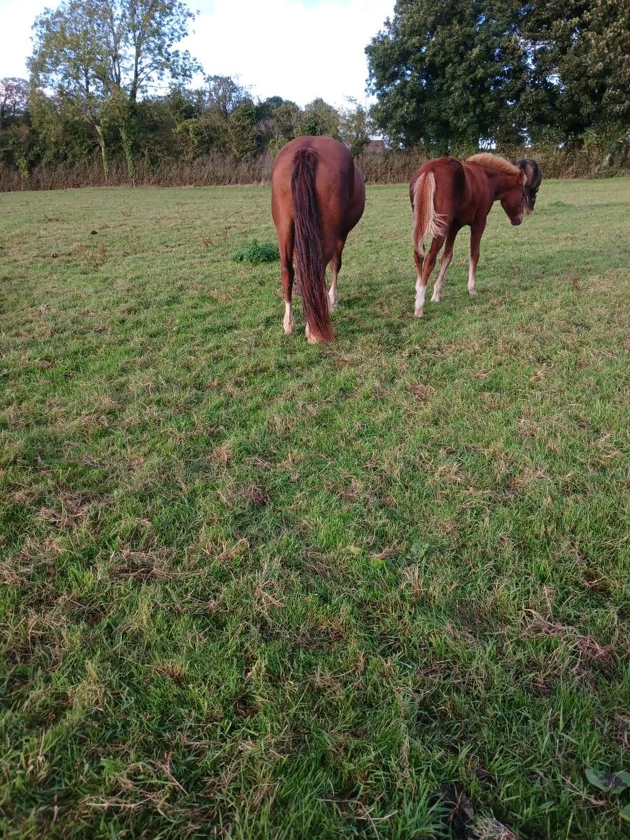 Connemara foals - Image 2