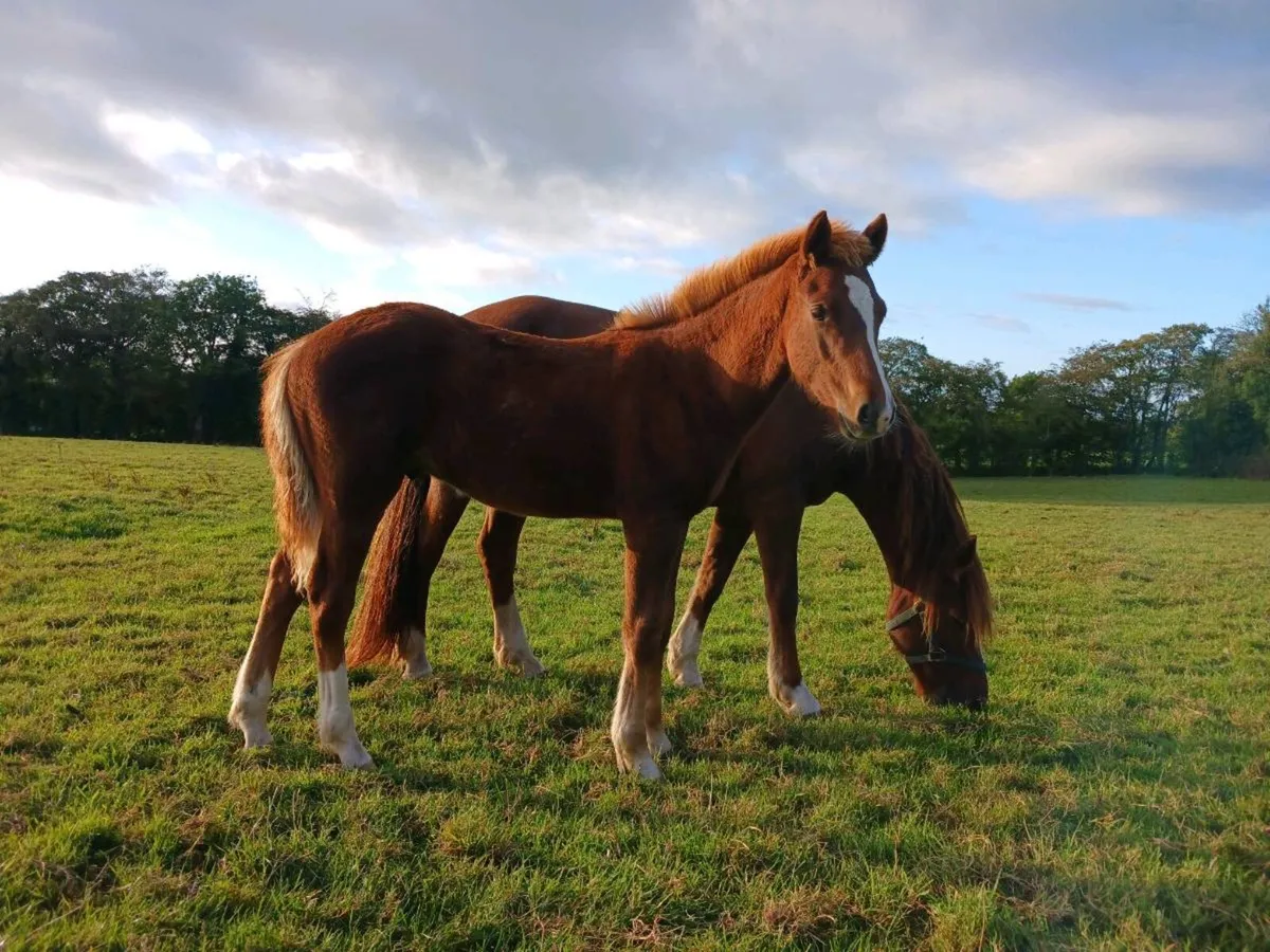 Connemara foals - Image 3