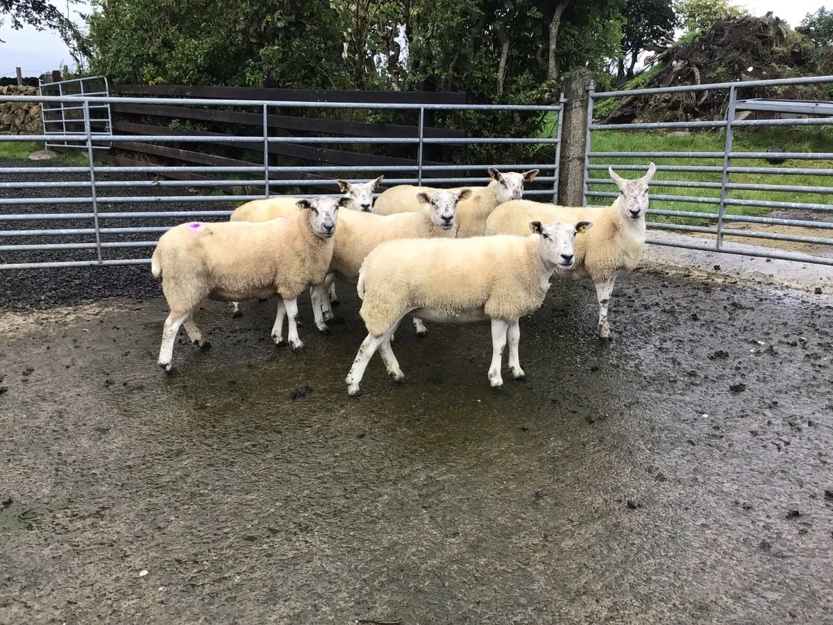 Texel-Mule Hogget Ewes - Image 2