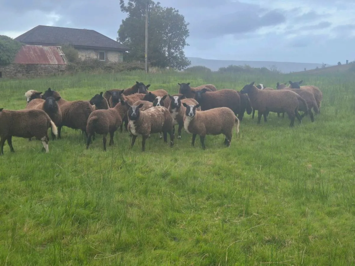 Dutch Spotted X Ewe lambs - Image 2