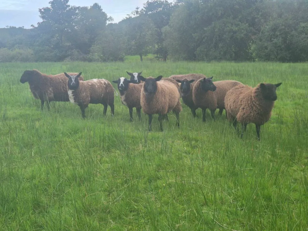 Dutch Spotted X Ewe lambs - Image 3