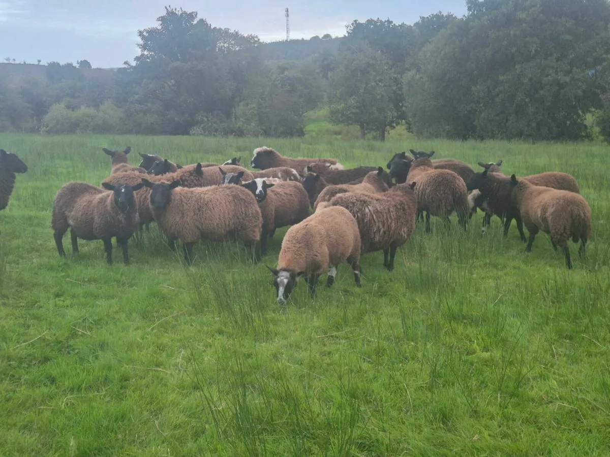 Dutch Spotted X Ewe lambs - Image 4