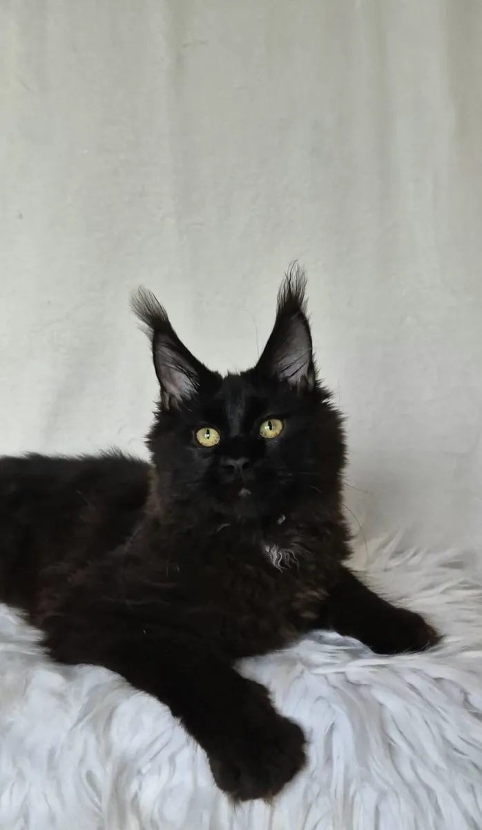 Maine Coon - Image 1