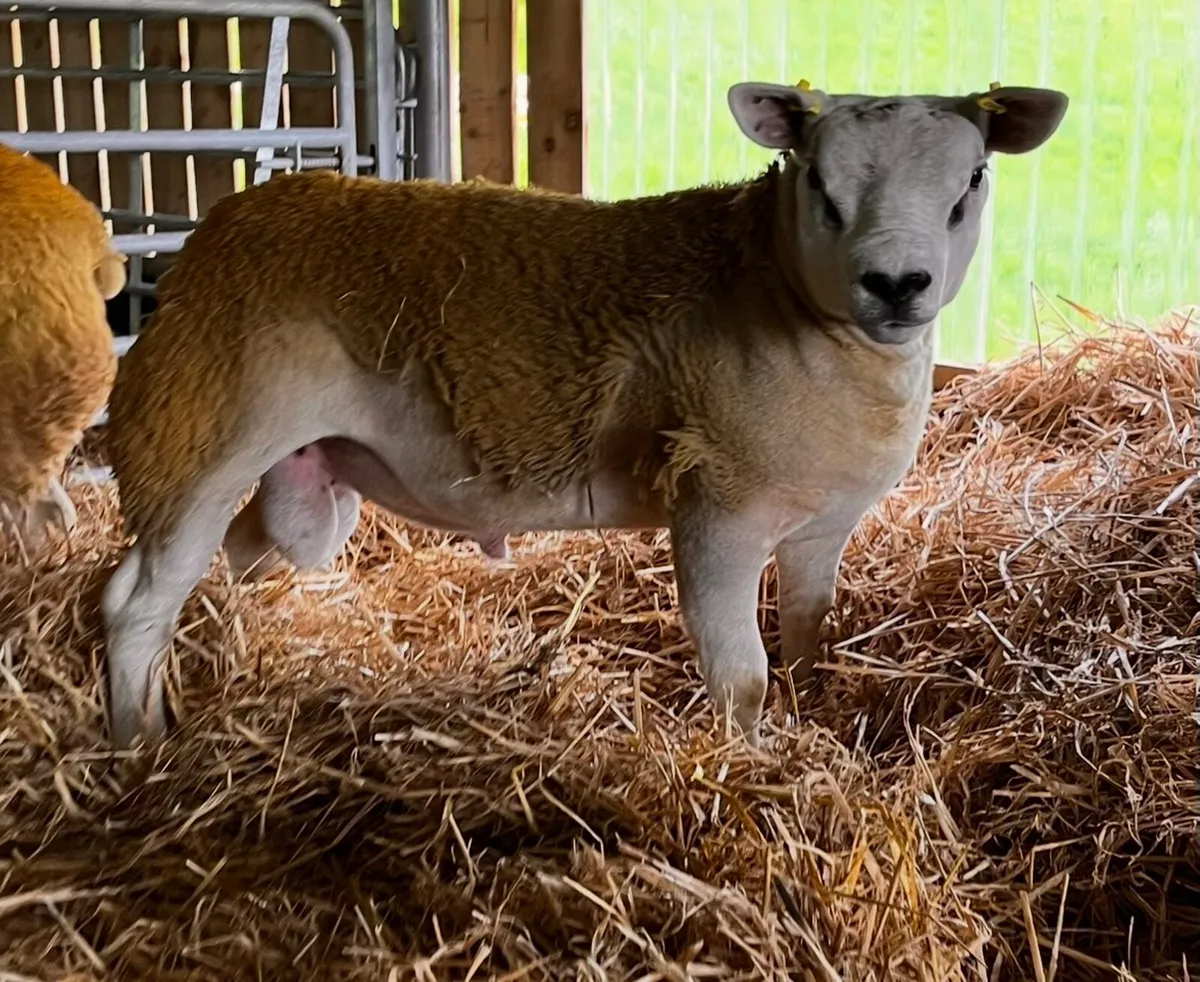 Pedigree Texel ram lambs - Image 1