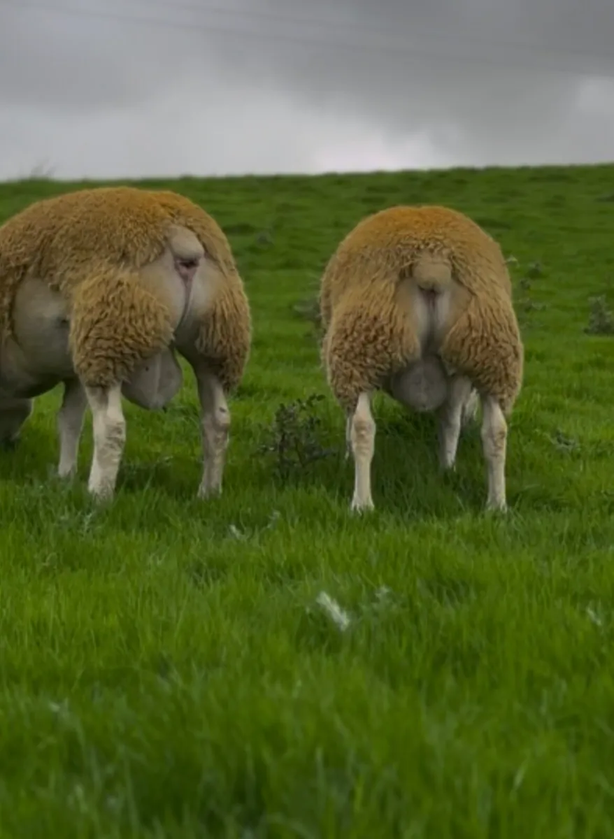 Pedigree Texel ram lambs - Image 2