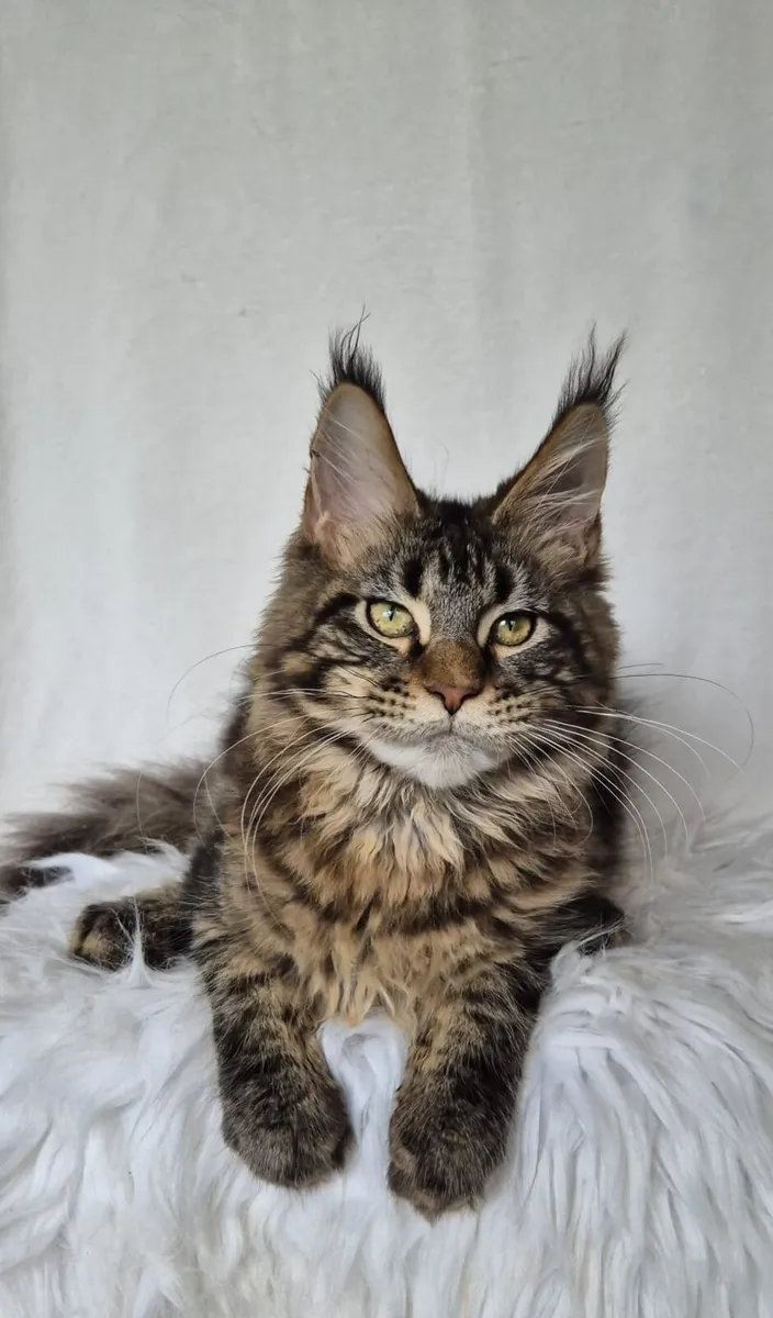 Maine Coon - Image 2