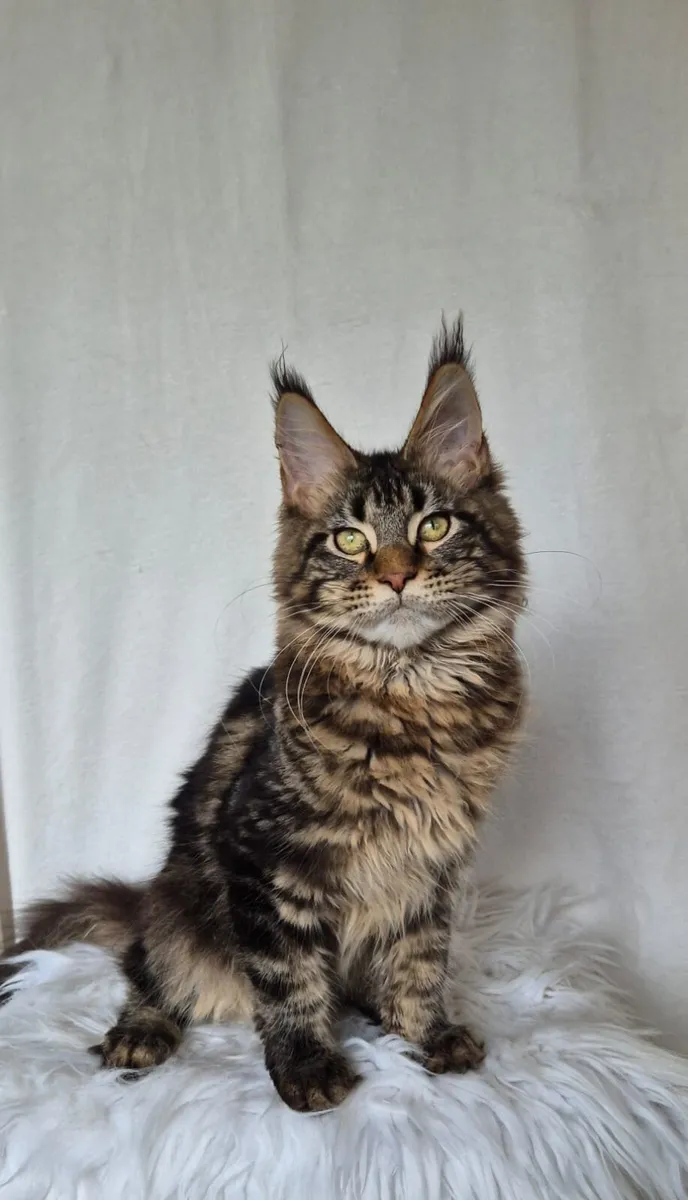 Maine Coon - Image 3