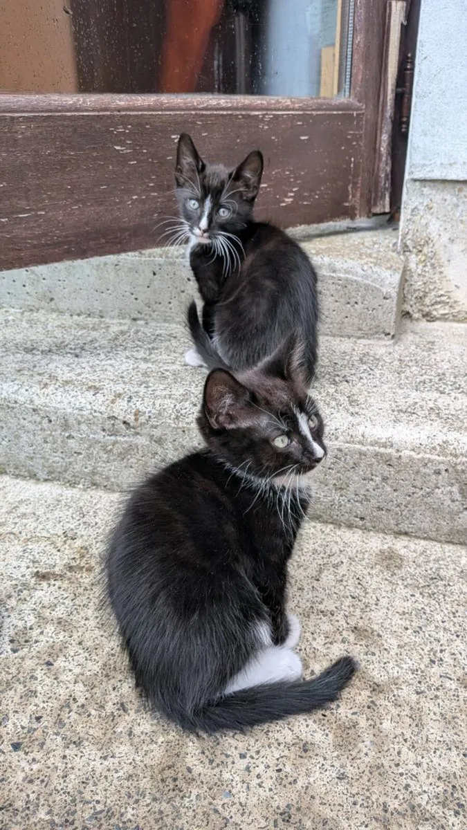 Male kittens - Image 1