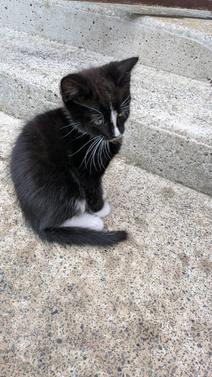 Male kittens - Image 2