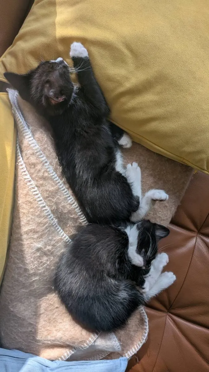 Male kittens - Image 3