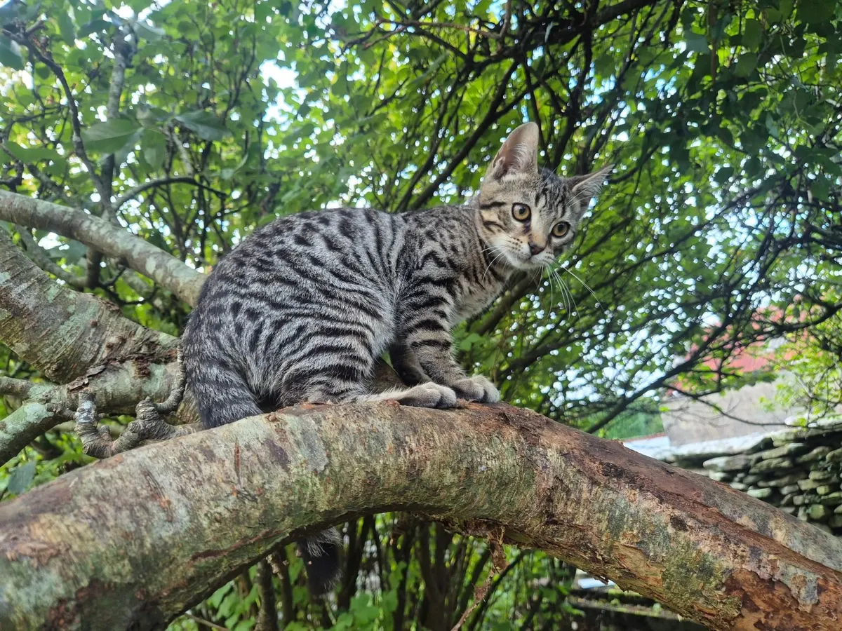 Bengal kittens available - Image 1