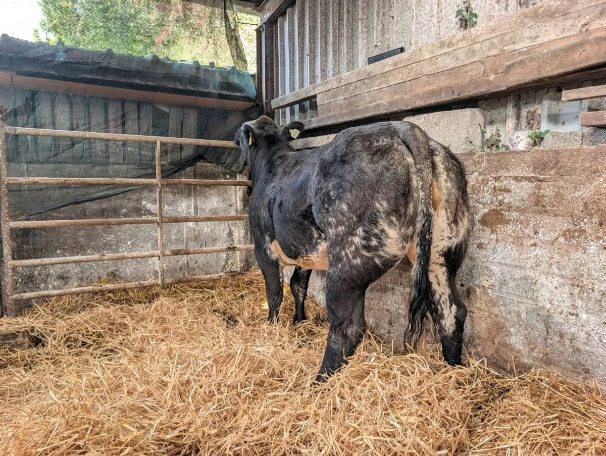 Weanling heifers Belgian blue - Image 1