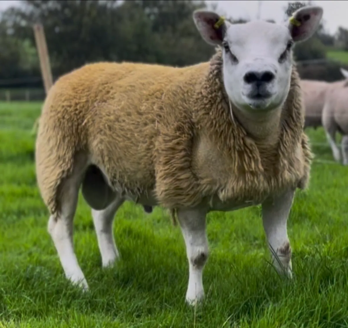 Pedigree Texel ram lambs - Image 3