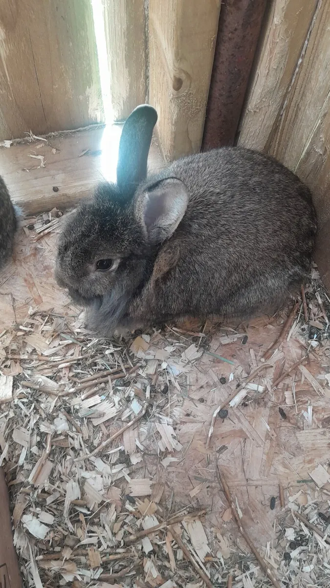 Rabbit - Image 3