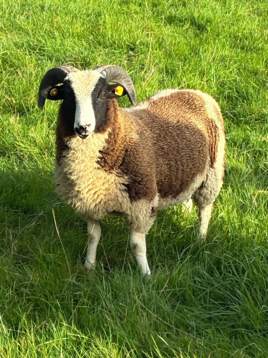 Jacob Ram lamb for sale
