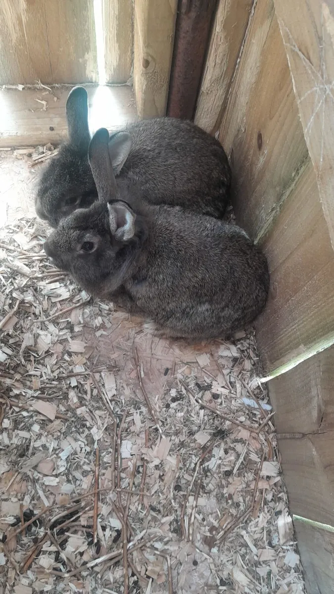 Rabbit - Image 4