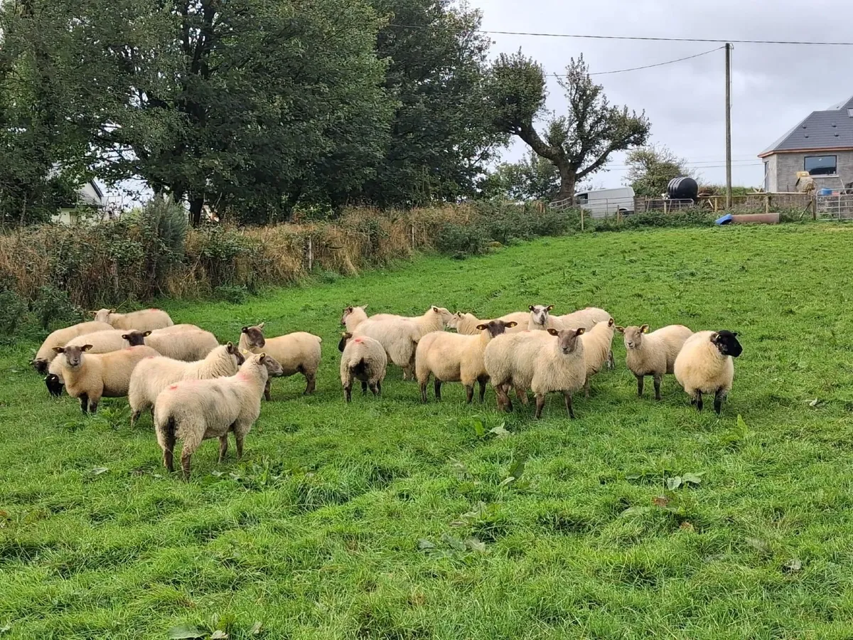 Lambs - Image 1