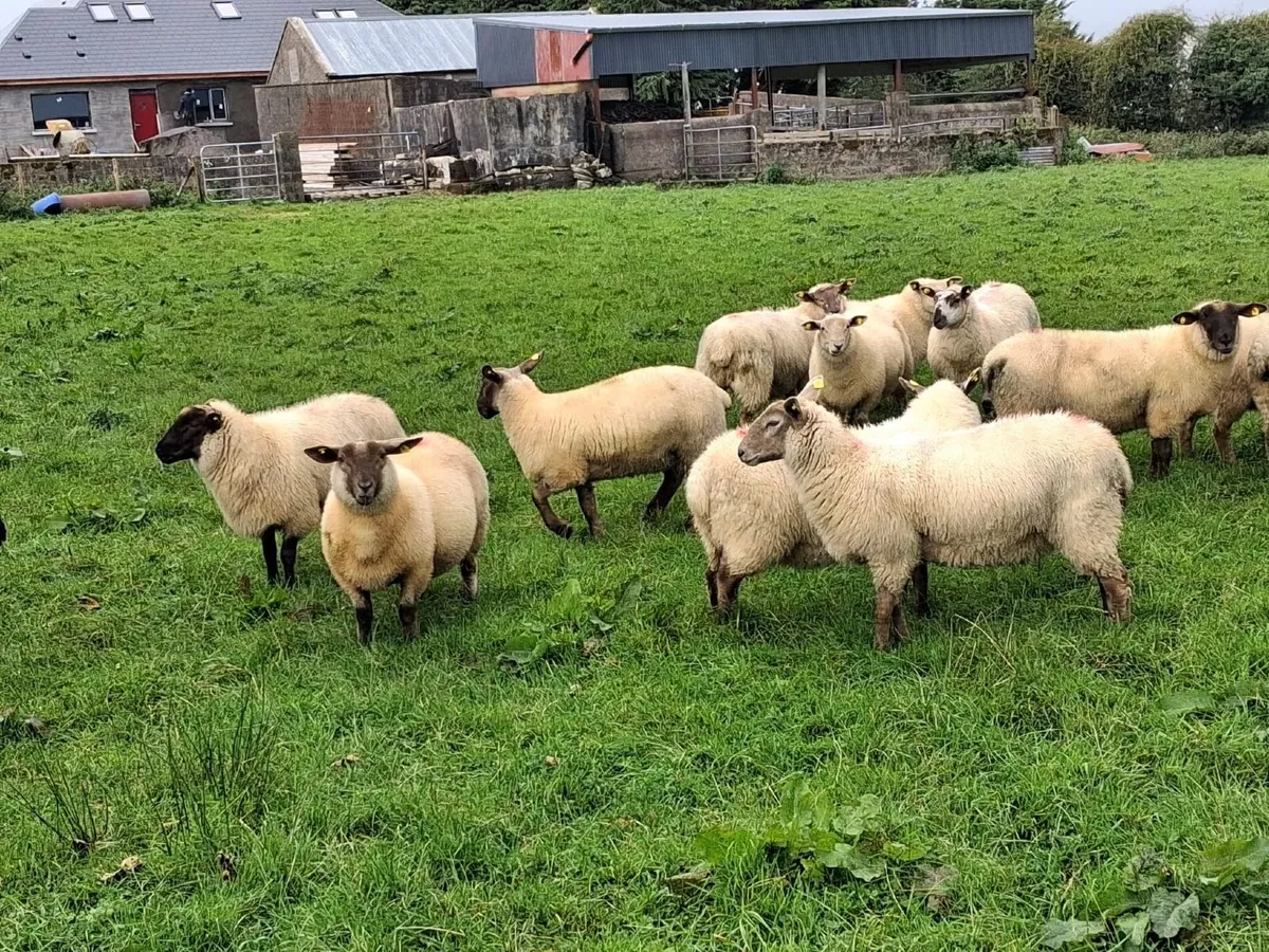 Lambs - Image 3