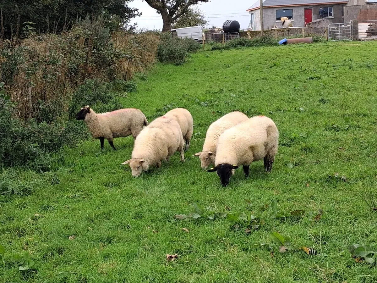 Lambs - Image 2