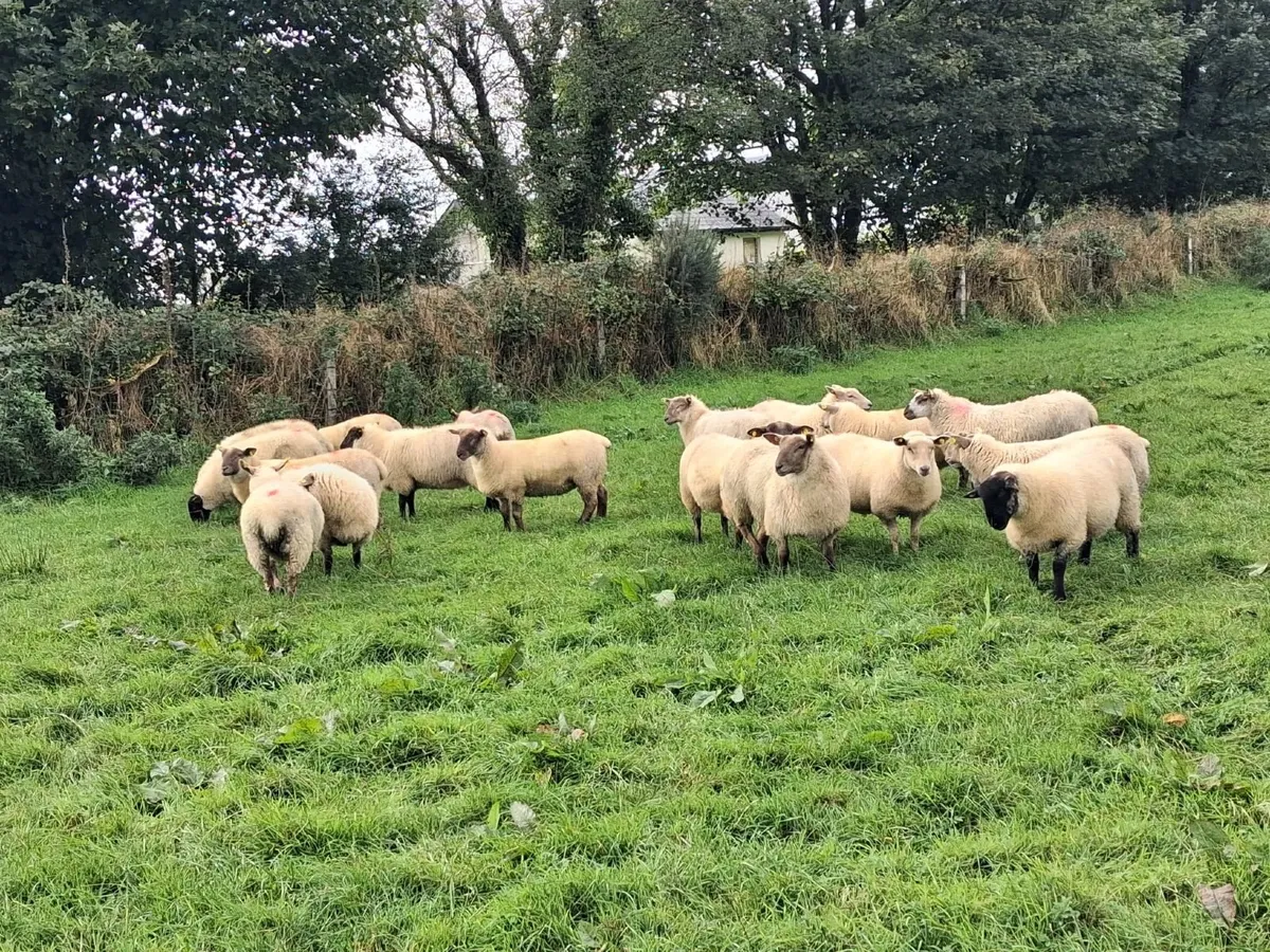 Lambs - Image 4