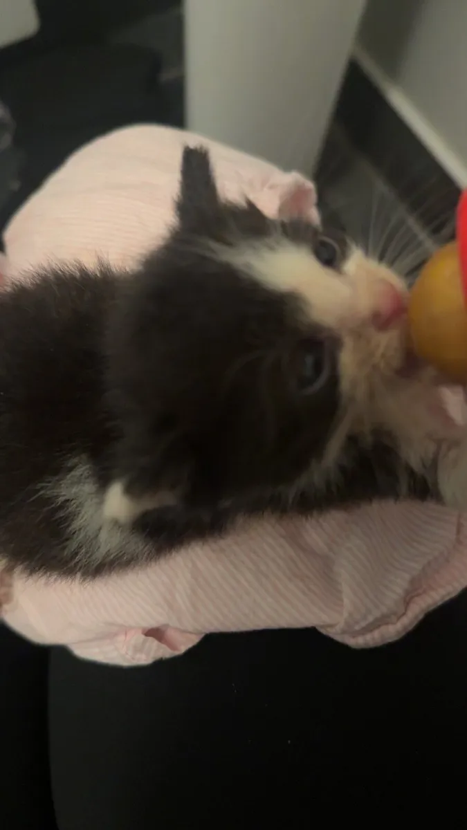 Kitten - Image 2