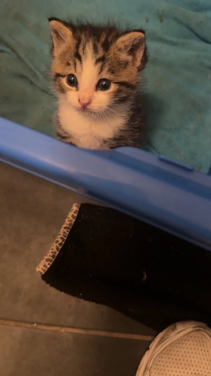 Kitten - Image 3