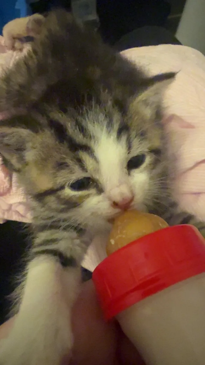 Kitten - Image 1