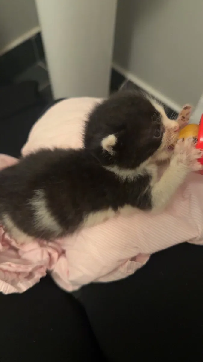 Kitten - Image 4