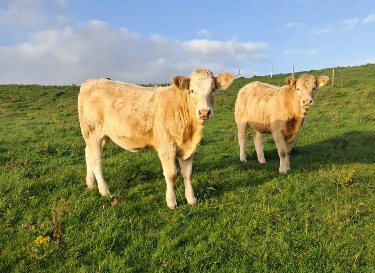 Kingscourt Mart - Image 1