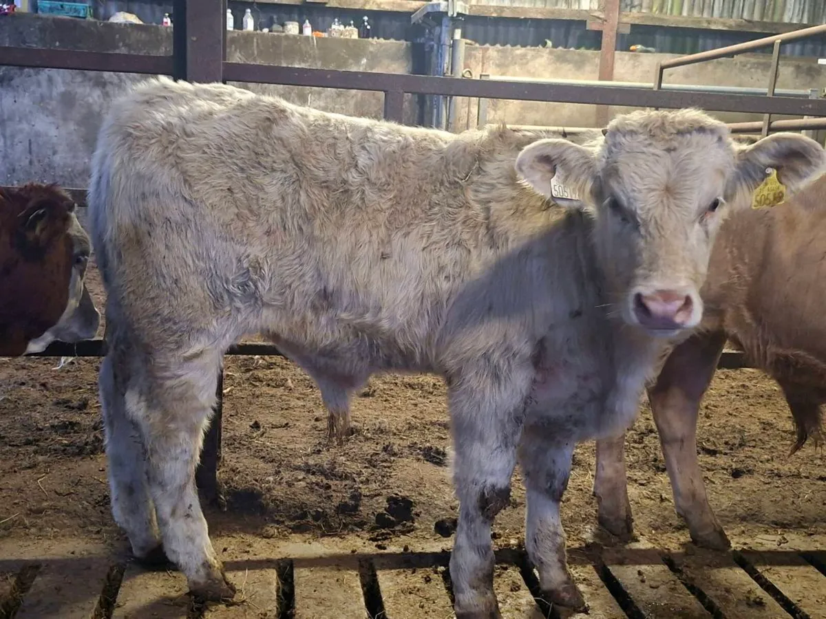 3 Smashing Charlaois bull Weanlings - Image 3