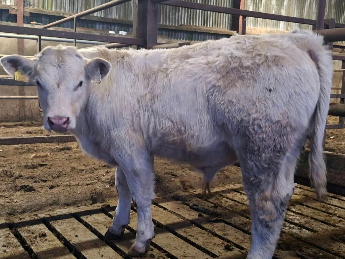 3 Smashing Charlaois bull Weanlings - Image 4