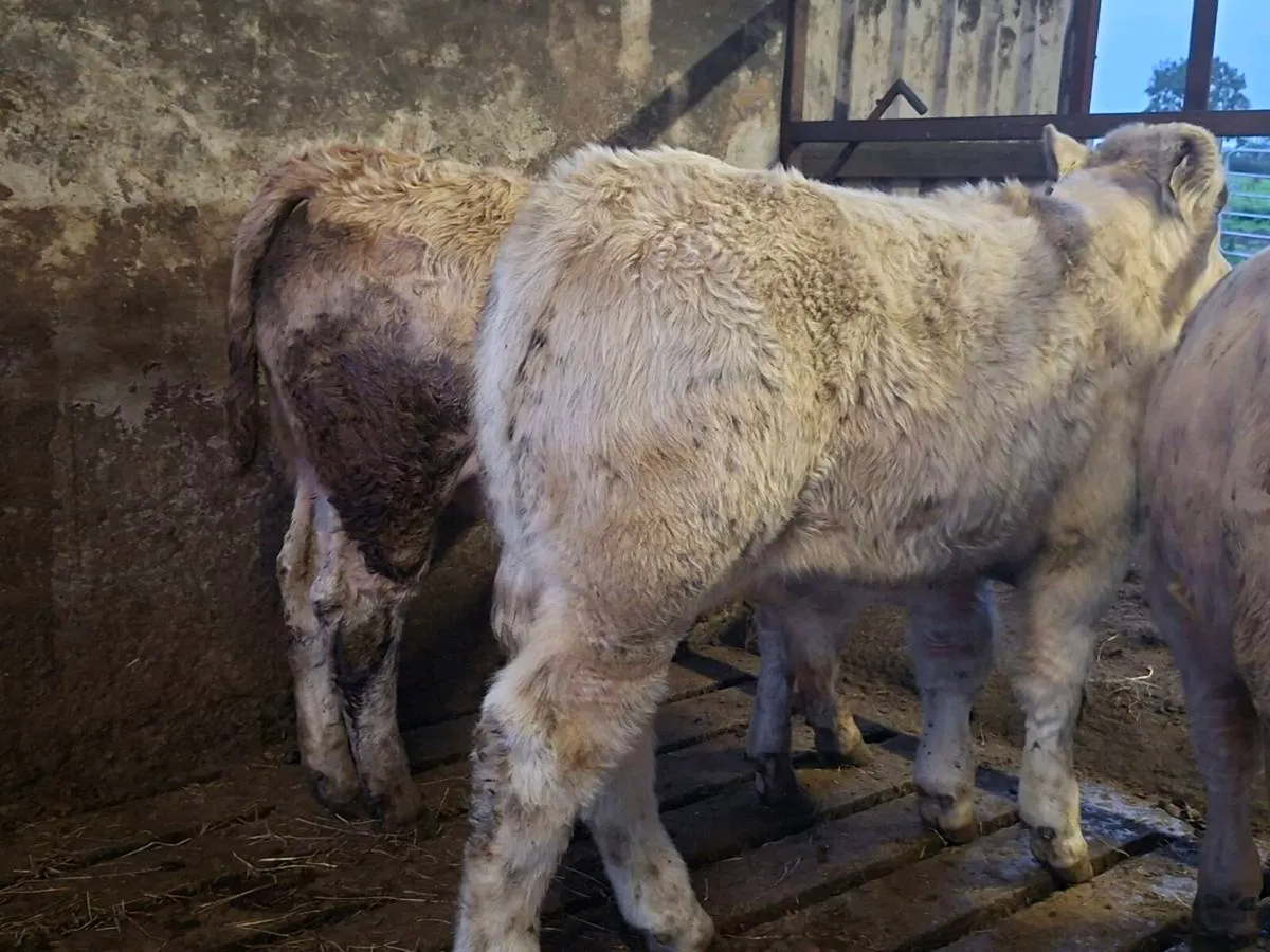 3 Smashing Charlaois bull Weanlings - Image 2