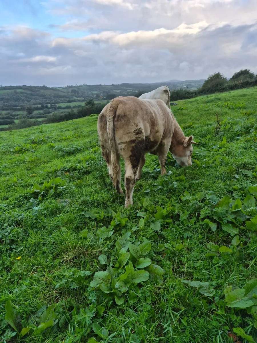 Heifers - Image 2