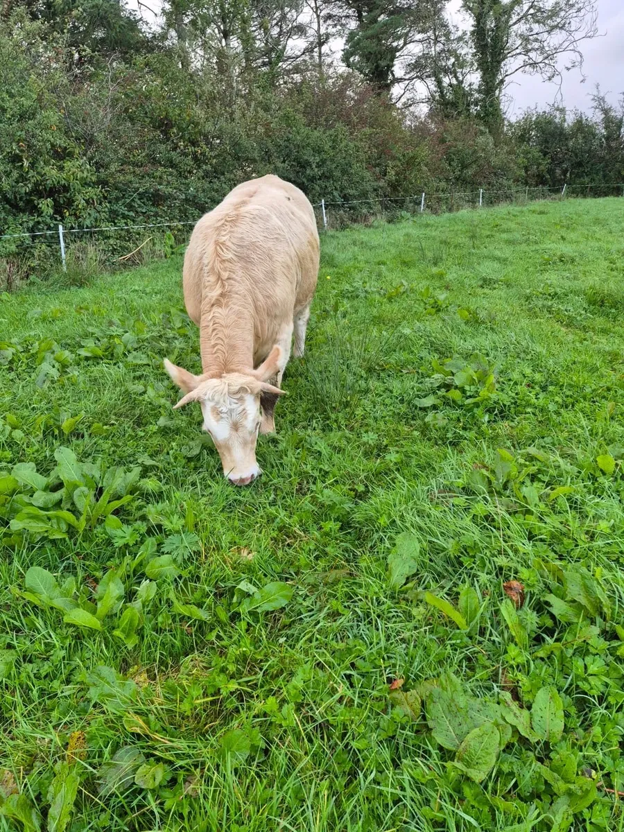 Heifers - Image 4