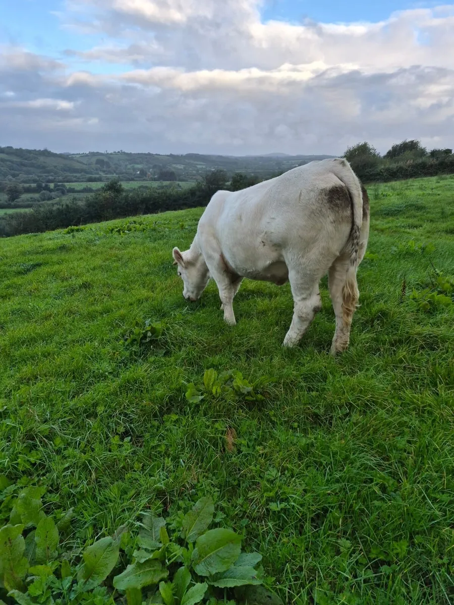 Heifers - Image 3