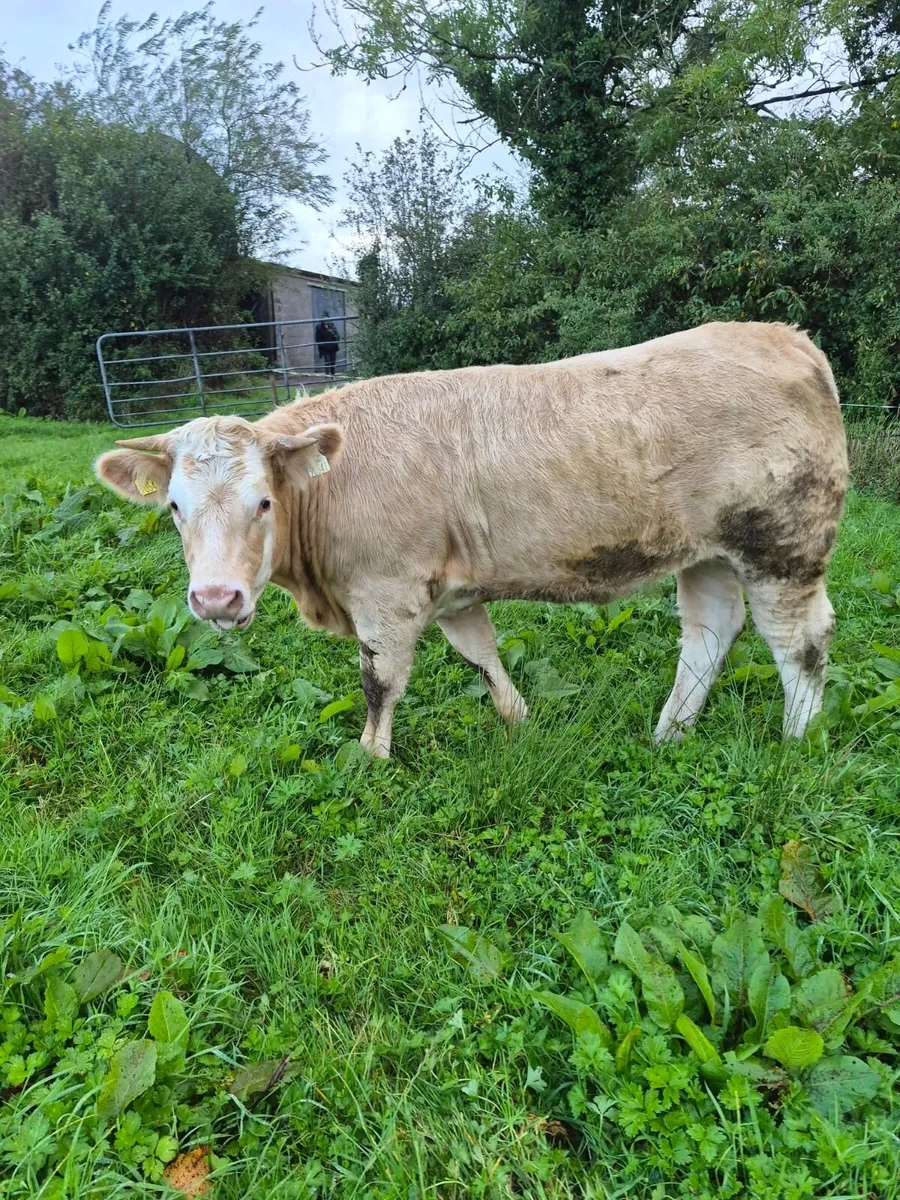 Heifers - Image 1