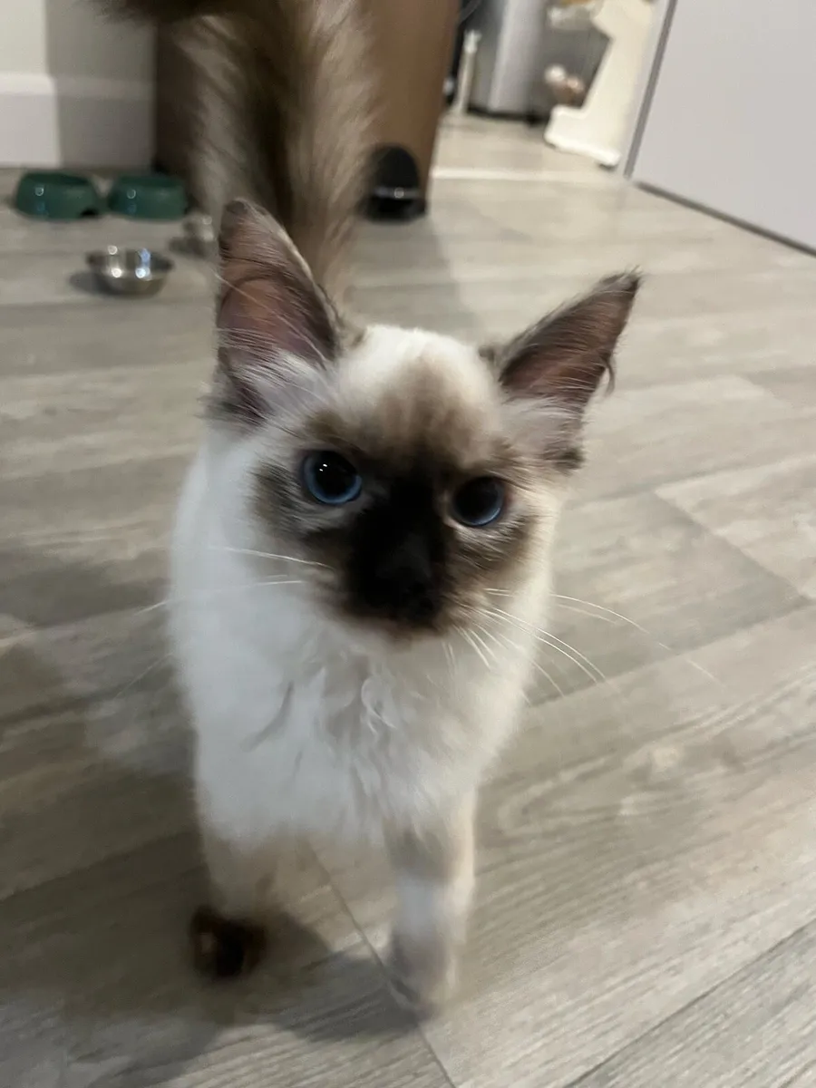 Ragdoll cats - Image 3