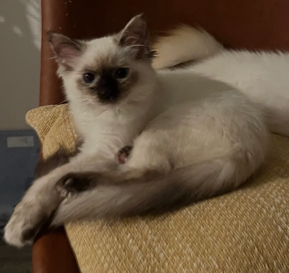 Ragdoll cats - Image 1