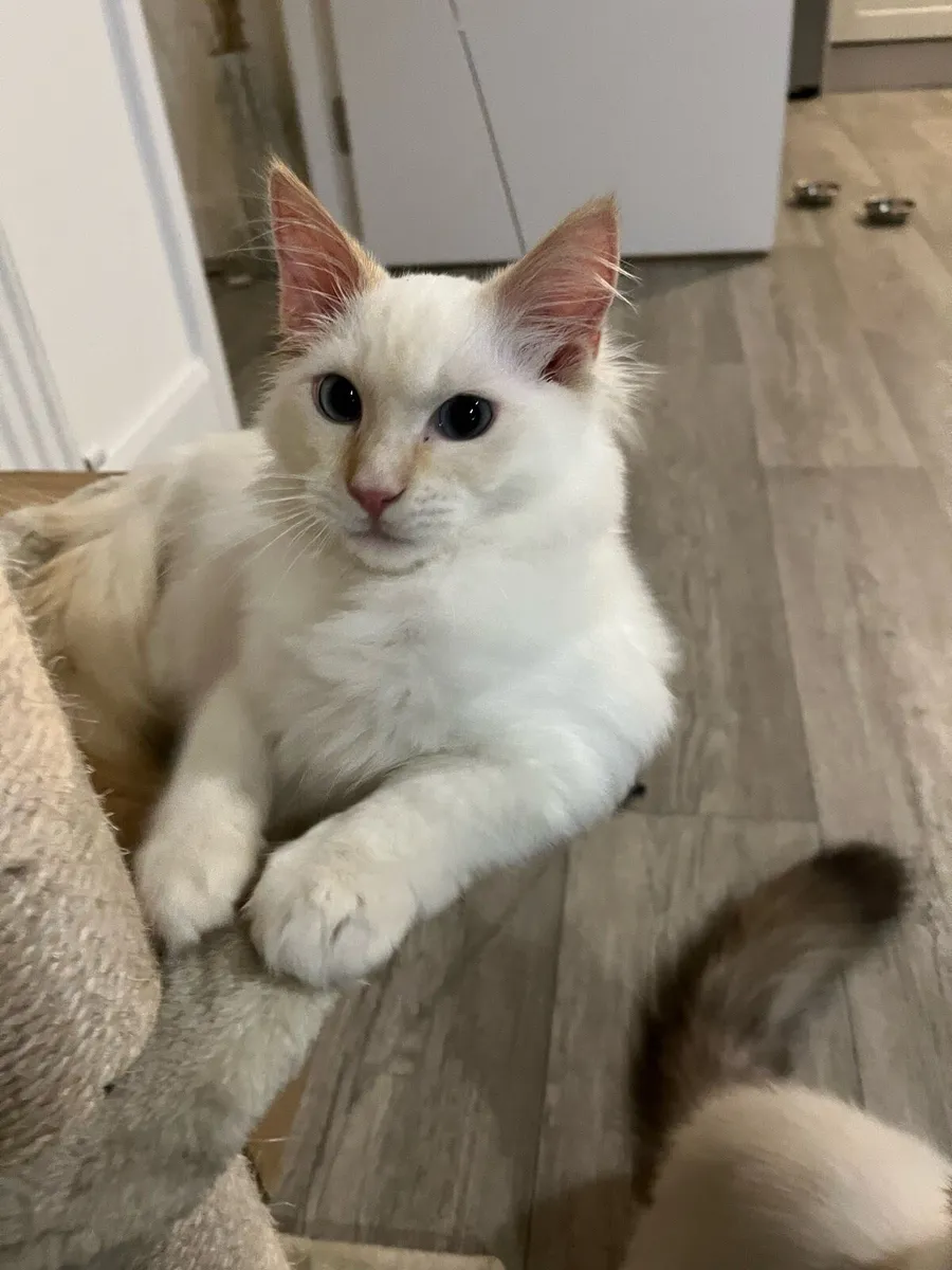 Ragdoll cats - Image 2